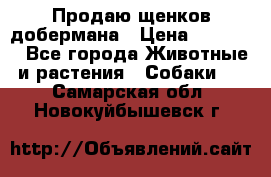 Продаю щенков добермана › Цена ­ 45 000 - Все города Животные и растения » Собаки   . Самарская обл.,Новокуйбышевск г.